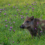 Wild boars